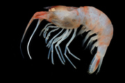 Alvinocaridinides formosa, author: Tin-Yam Chan, Institute of Marine Biology, National Taiwan Ocean (CoML, ChEss & EoL)