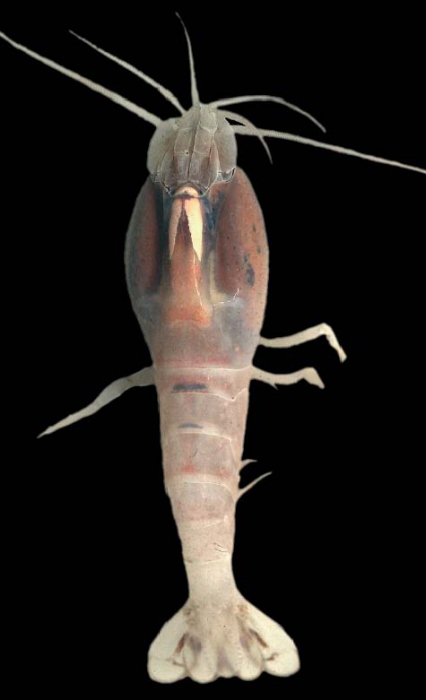 Rimicaris exoculata