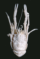 Crustacea (crustaceans)