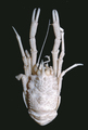 Munidopsis naginata, author: S. S. Cubelio & S. Tsuchida (CoML, ChEss & EoL)