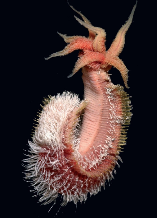 Alvinella pompejana Alvinella pompejana