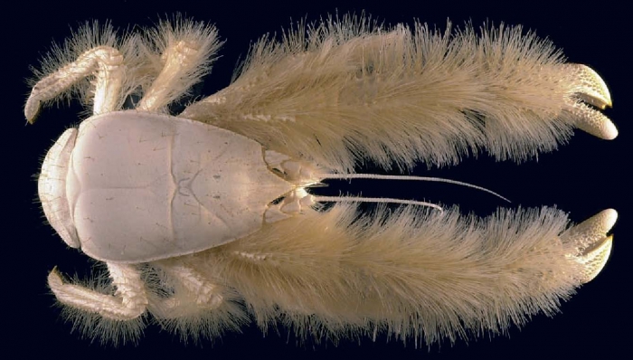 Kiwa hirsuta Kiwa hirsuta
