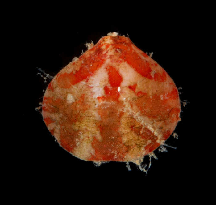 Frenulina sanguinolenta