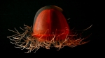 Cnidaria