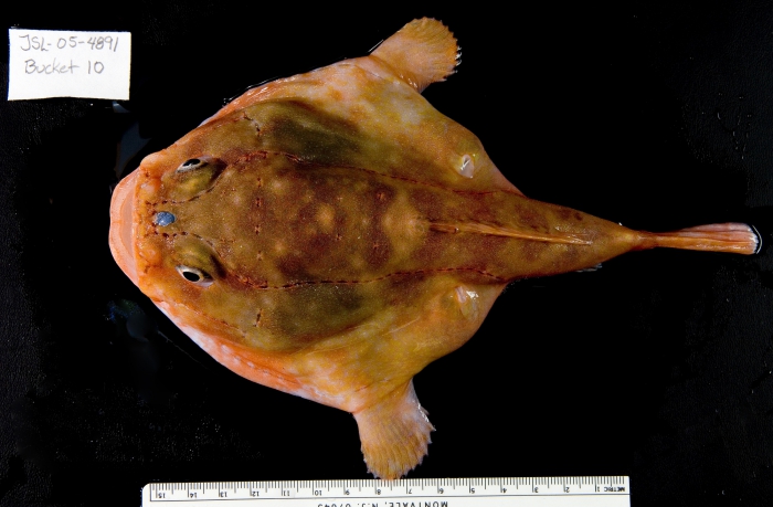 Chaunax sp. Chaunax sp.