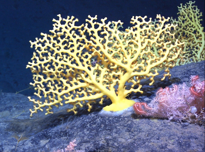 Enallopsammia sp. Enallopsammia sp.