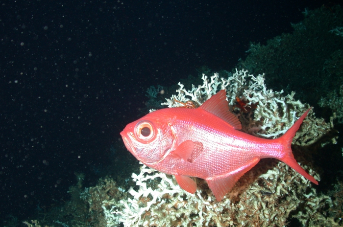 Beryx decadactylus Beryx decadactylus