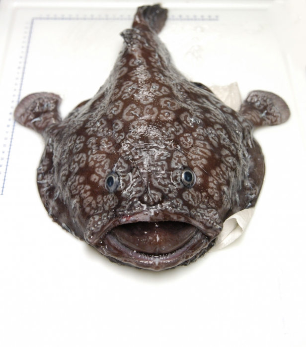 Sladenia shaefersi Sladenia shaefersi