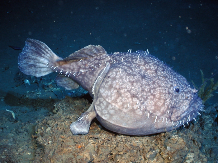 Sladenia shaefersi Sladenia shaefersi