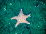 Echinodermata