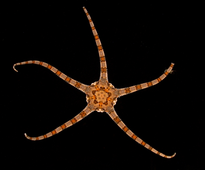 Ophiolepis elegans Ophiolepis elegans