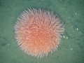 Anthozoa