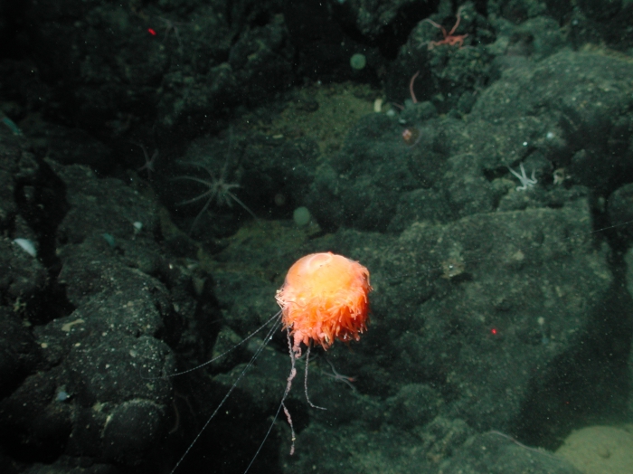 Stephalia dilata Stephalia dilata