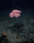 Cnidaria