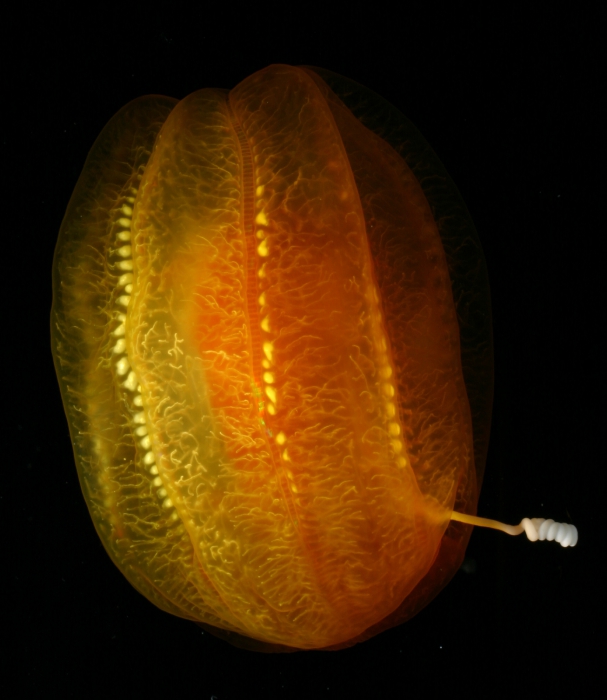Aulacoctenidae sp.