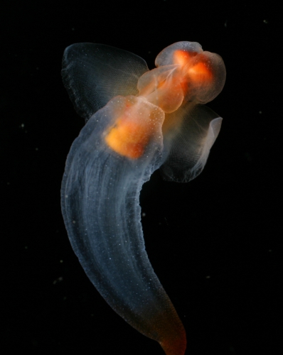 Clione limacina