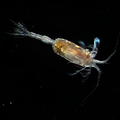 Crustacea (crustaceans)