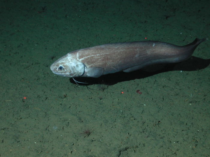 Spectrunculus grandis Spectrunculus grandis