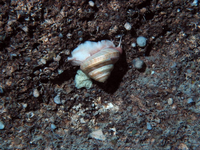 Bayerotrochus midas Bayerotrochus midas