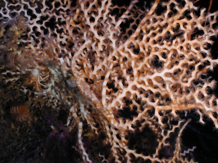 Madrepora oculata Madrepora oculata