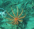 Echinodermata (echinoderms)