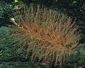 Anthozoa