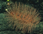 Cnidaria