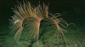 Anthozoa