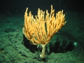 Anthozoa