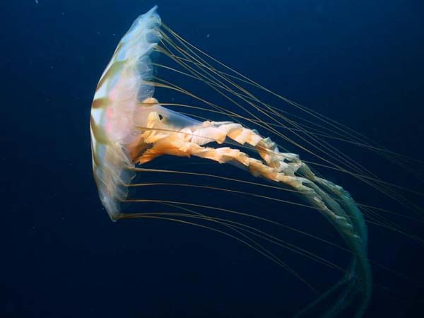 Chrysaora melanaster Chrysaora melanaster