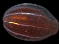 Ctenophora (sea gooseberries)