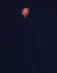 Cnidaria