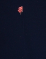 Scyphozoa (jelly fish)