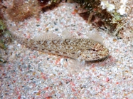 Gobius incognitus