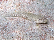 Gobius incognitus