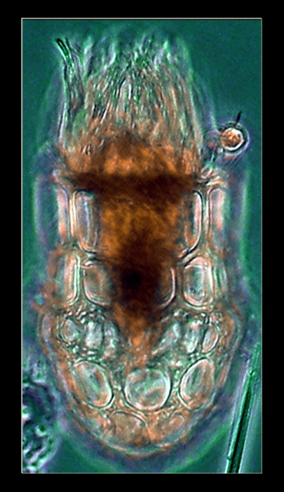 Dictyocysta elegans Dictyocysta elegans