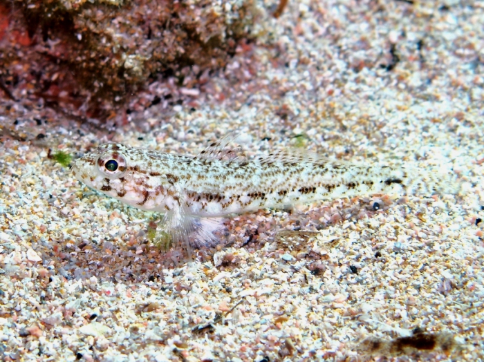 Gobius geniporus (juvenile)