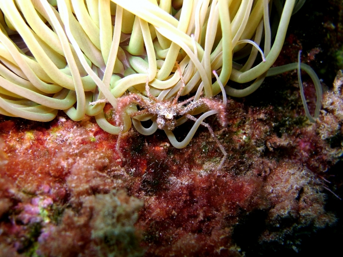 Inachus phalangium Inachus phalangium