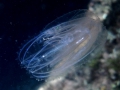 Ctenophora (sea gooseberries)