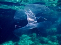 Ctenophora (sea gooseberries)