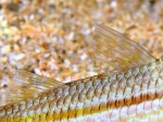 Mullus barbatus: detail of dorsal fins