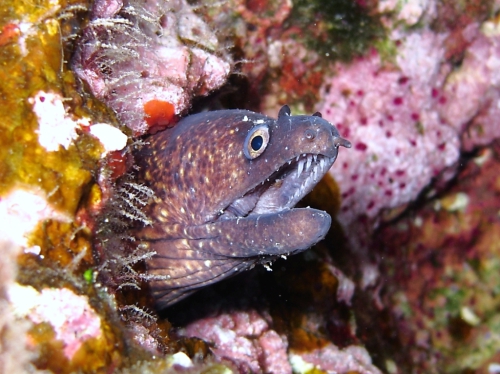 Muraena helena