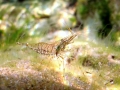 Crustacea (crustaceans)