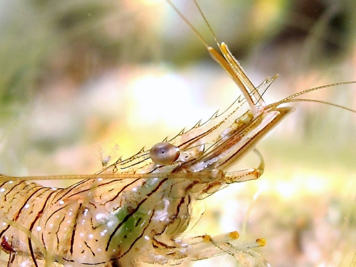 Palaemon elegans: detail of the rostrum