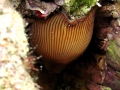 Actinia striata