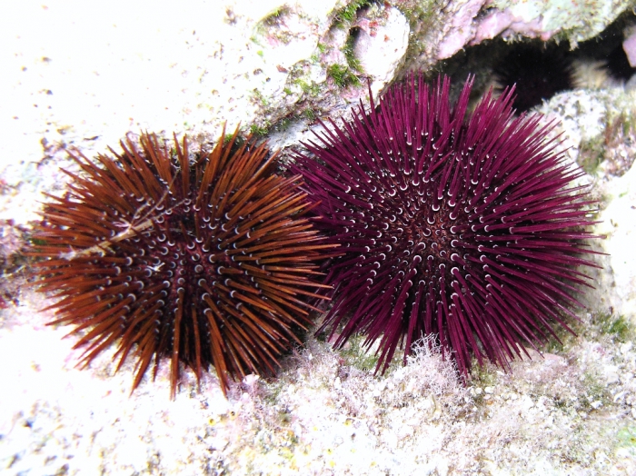 Paracentrotus lividus Paracentrotus lividus