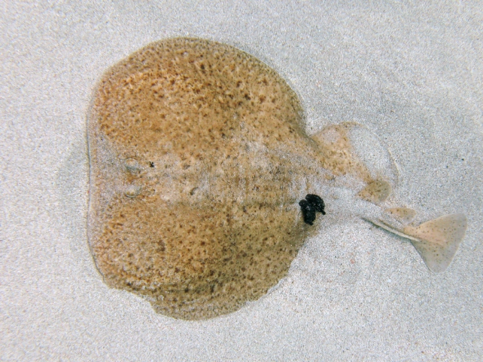 Torpedo marmorata Torpedo marmorata