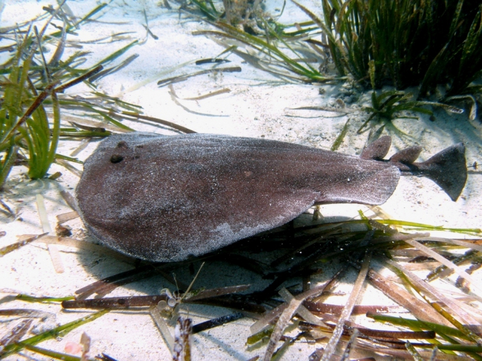Torpedo marmorata Torpedo marmorata