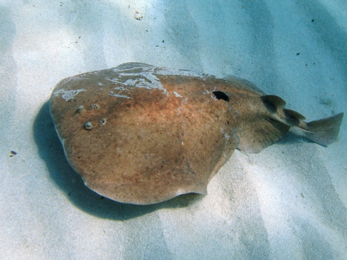 Torpedo marmorata Torpedo marmorata