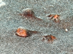 Torpedo marmorata: detail of spiracles with tentacles